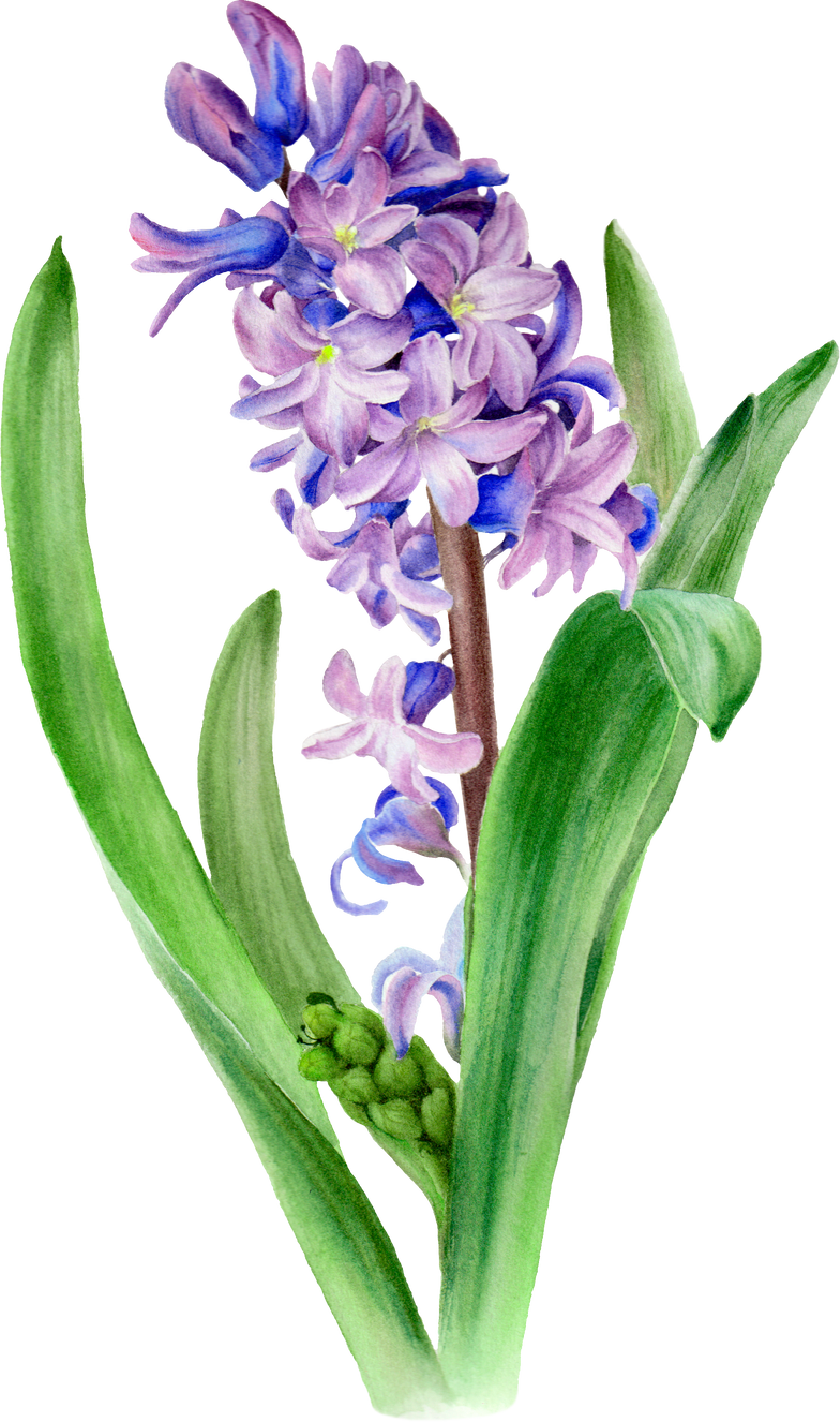 Hyacinth Flower. Watercolor botanical painting