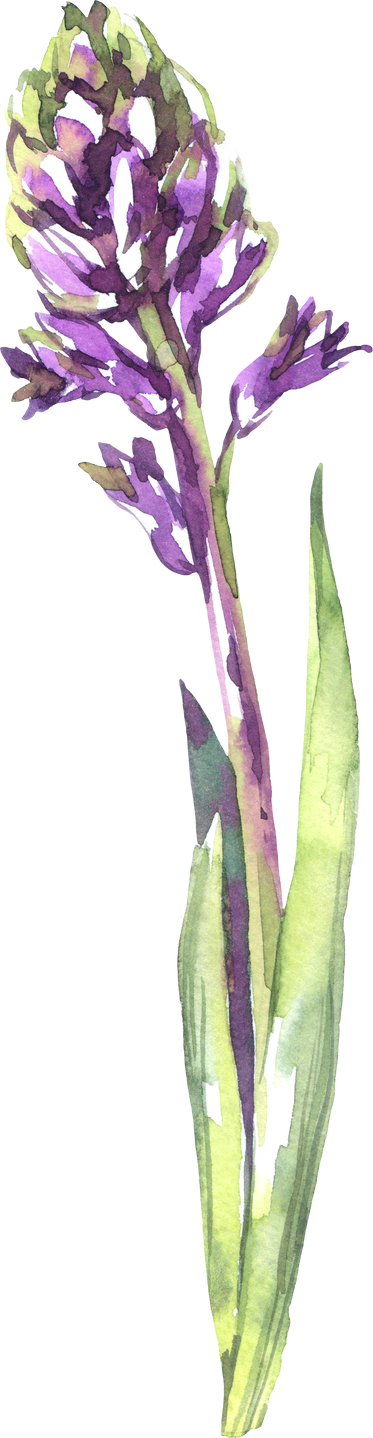 Watercolor spring garden hyacinth flowers illustration